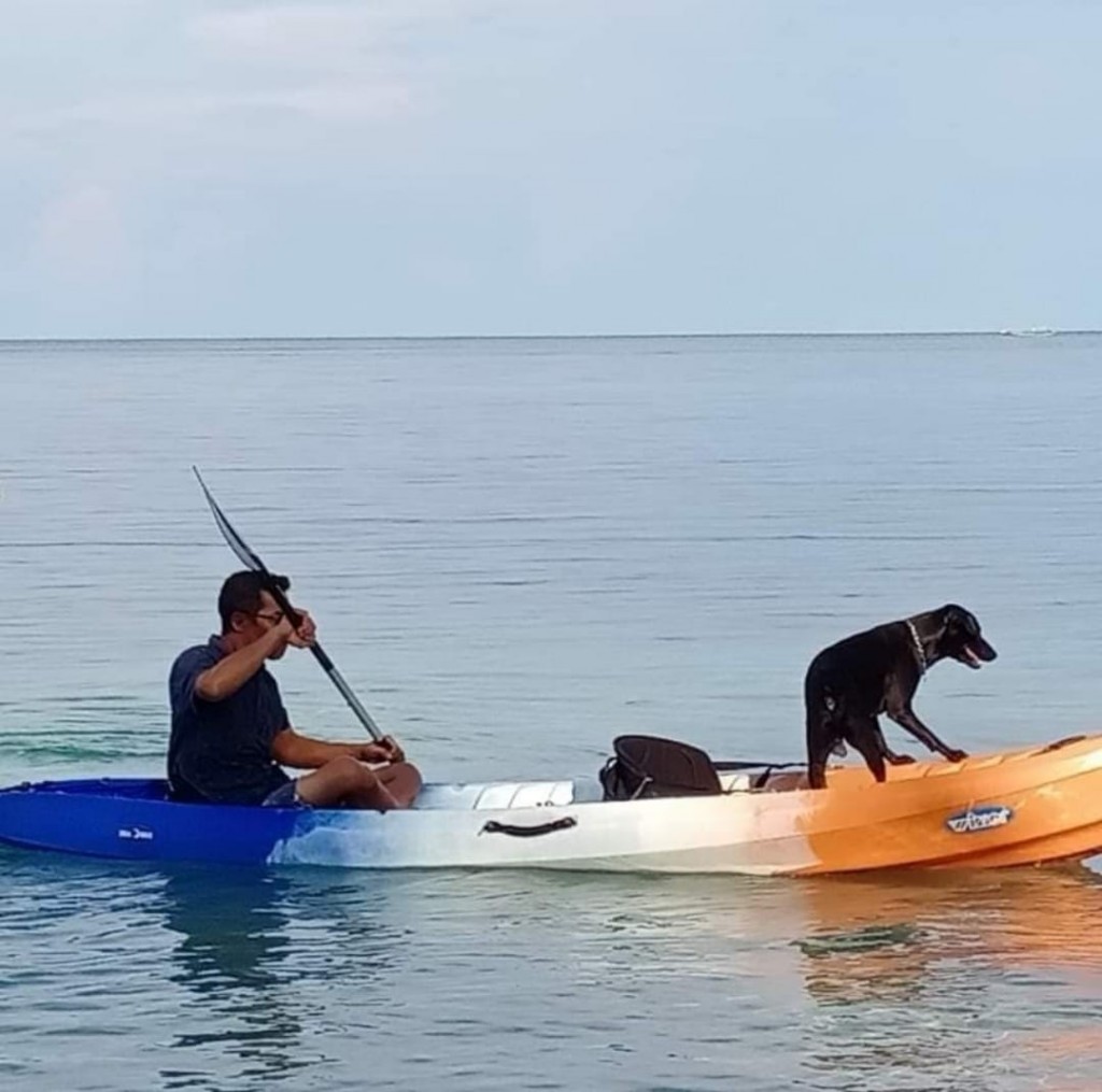 Tangkapan layar foto anjing di Aceh, Canon. (Foto: Instagram/rosayeoh)
