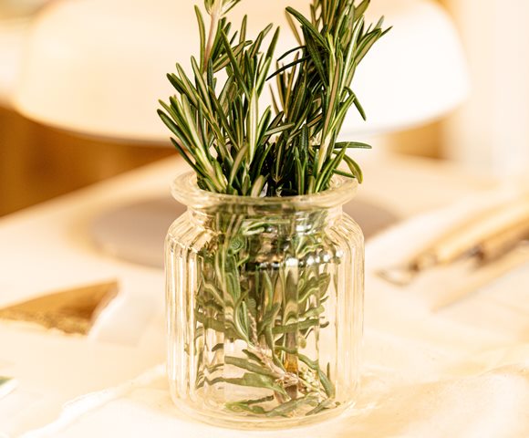 cara menanam rosemary