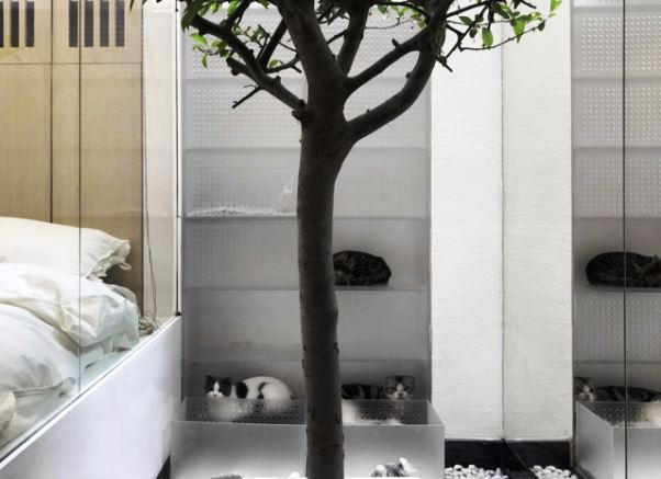 Apartemen Cling untuk Pecinta Kucing