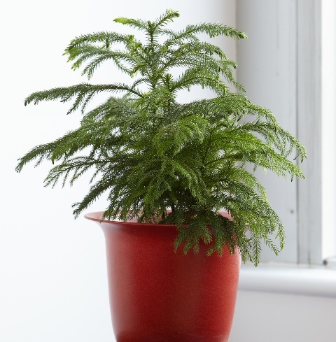 cemara