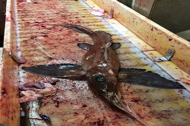 Ikan Bermata Hijau Dan Bersayap Kagetkan Nelayan