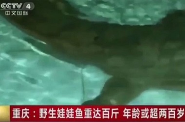 Nelayan Temukan Salamander Langka Berusia 200 Tahun