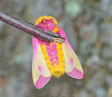 Serangga Terimut di Dunia Ini Mirip Bolu Warna Warni