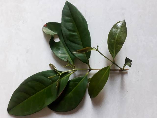 Manfaat Daun Salam untuk Kesehatan