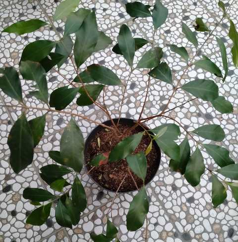 daun salam