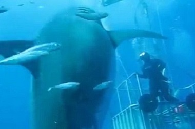 Hiu Terbesar di Dunia Kembali Tertangkap Kamera