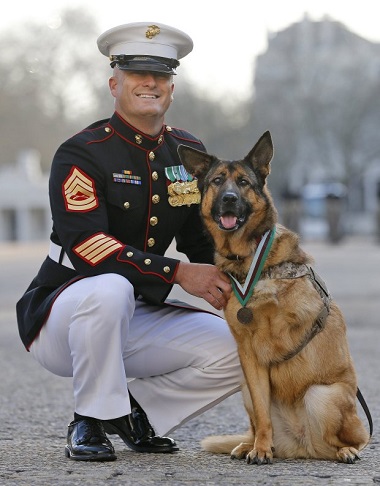 Anjing yang Berjasa dalam Perang Afghanistan Dapat Medali