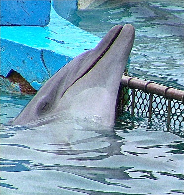 Kings of Chaos Performed a Charity Concert for Dolphin Conservation