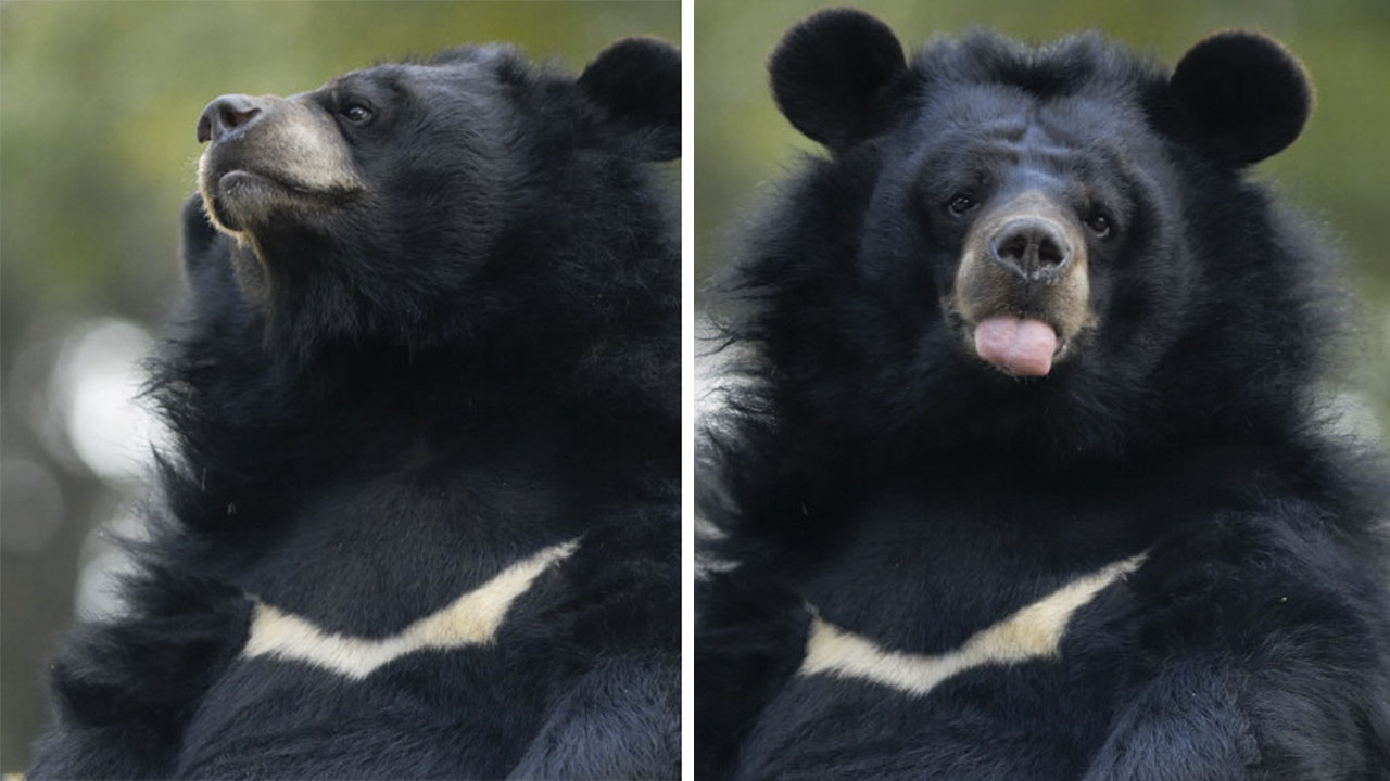 Pria Jepang Usir Beruang dengan Gerakan Karate