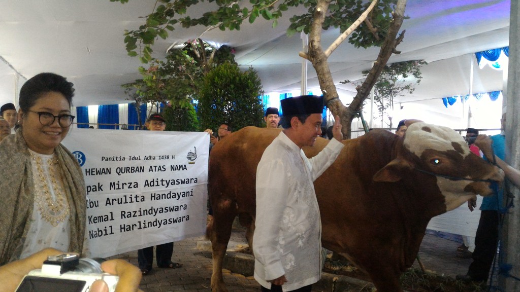 Gubernur BI Sumbang Sapi Seberat Lebih dari 1 Ton