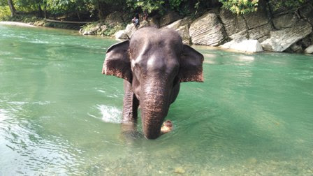 Fun Vacation at Tangkahan Tropical Rainforest