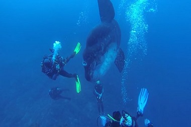 Gede Banget! Ikan Matahari Ini Berukuran Setara Truk