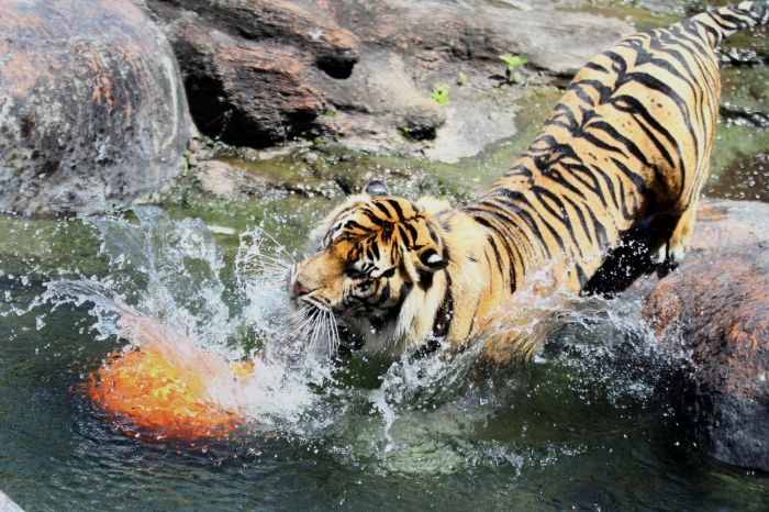 Harimau Sumatra. ANTARA FOTO/Ari Bayu Harimau