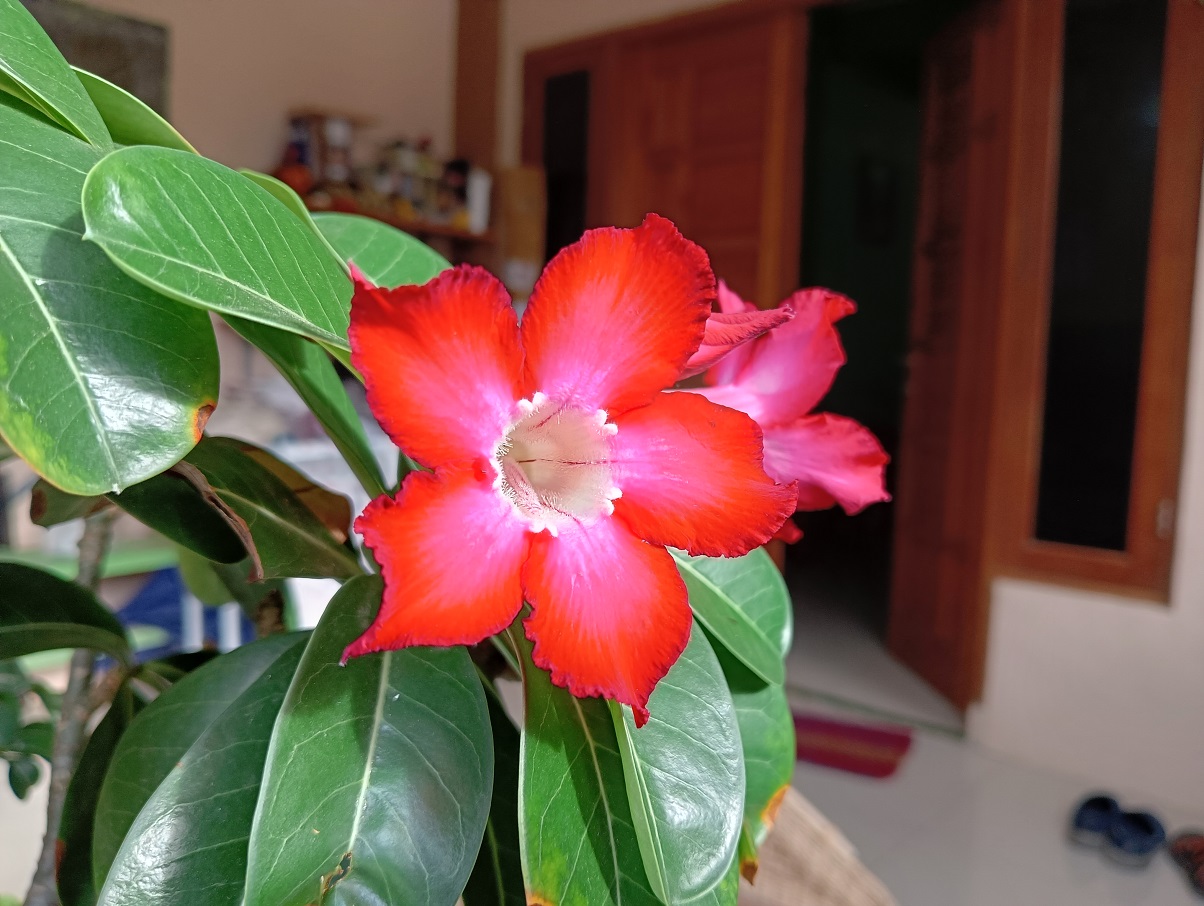 Review realme 8i, Berani Kasih Layar 120Hz di Harga Terjangkau