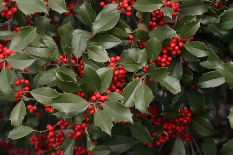 6 famosas plantas ornamentales para decoración navideña