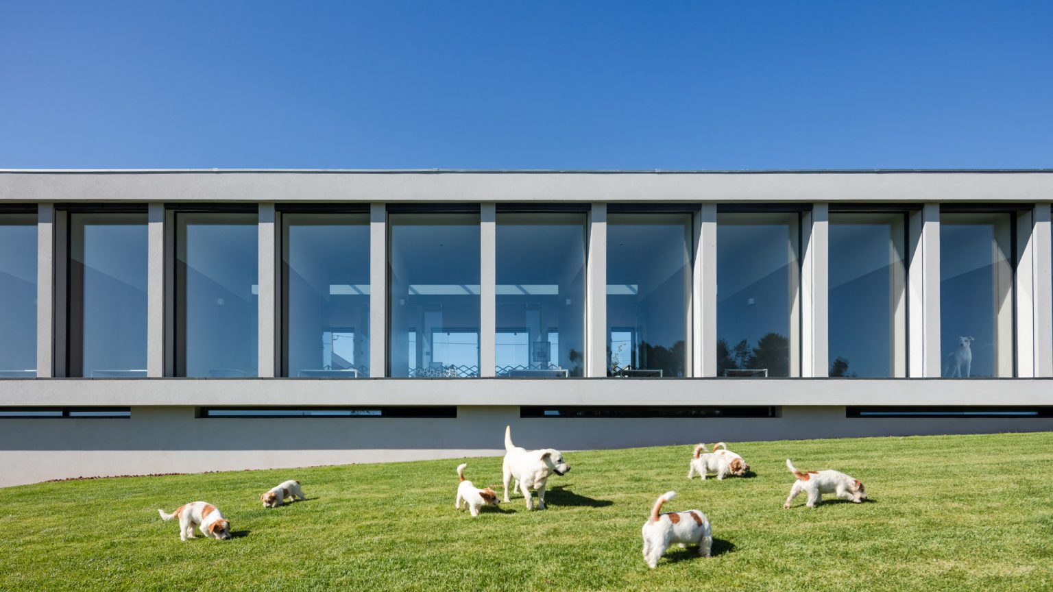 Mewahnya Hotel Khusus Kucing dan Anjing di Portugal