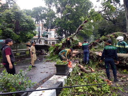 Puluhan Pohon di Kota Malang Tumbang