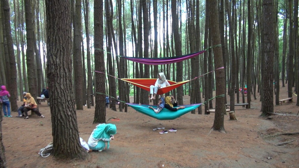 Berwisata Alam di Hutan Pinus Mangunan