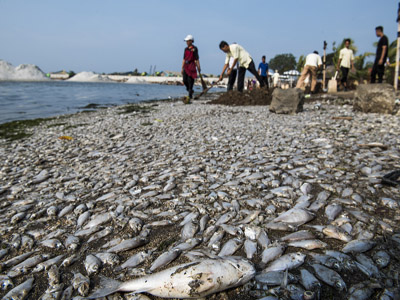 Ahok: Ikan Mati di Ancol Bisa Dimakan