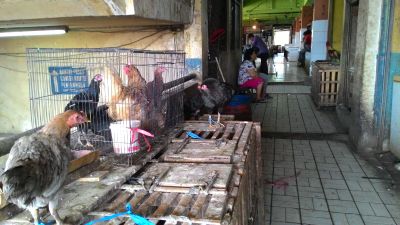 Tak Ada Ayam <i>Boiler</i> Ayam Kampung pun Jadi