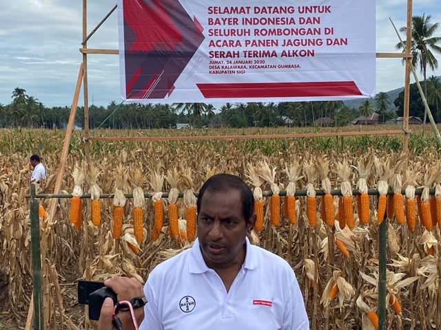 Para Petani Sigi, Sulawesi Tengah Beralih Jadi Menanam Jagung