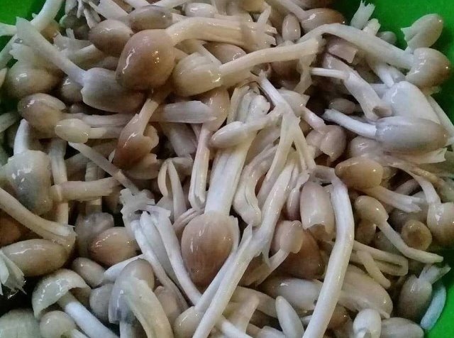 Mengenal 3 Jamur Berbentuk Bulat