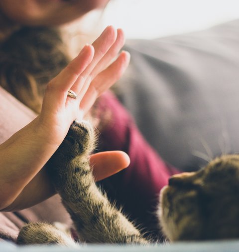 Tanda-tanda Kucing Menyukai Anda