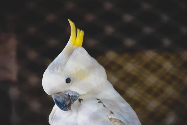 5 Burung yang Tepat untuk Peliharaan Keluarga