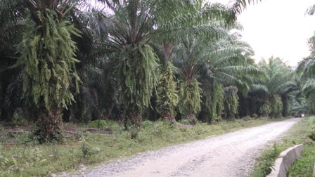 Fun Vacation at Tangkahan Tropical Rainforest