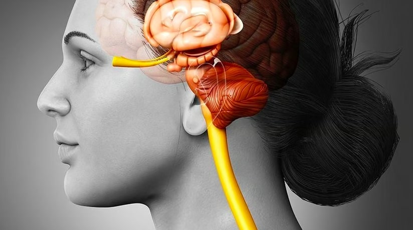 Mengenal Sistem Endokrin dan 8 Fungsi Kelenjarnya