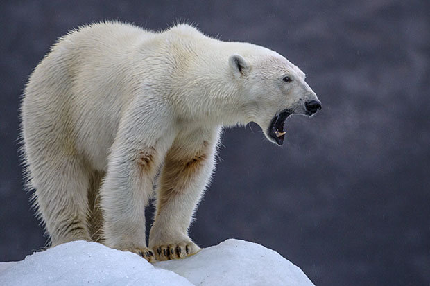 Temuan Tengkorak Beruang Kutub Raksasa Buktikan Legenda Arktika?