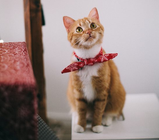 kucing