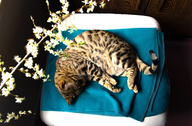 kucing