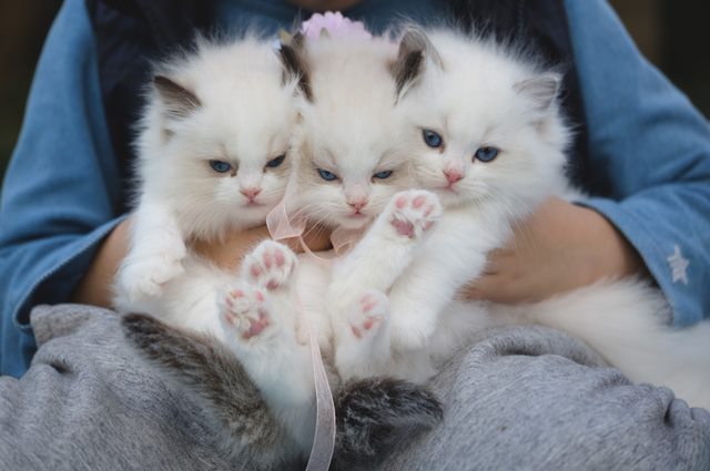 kucing