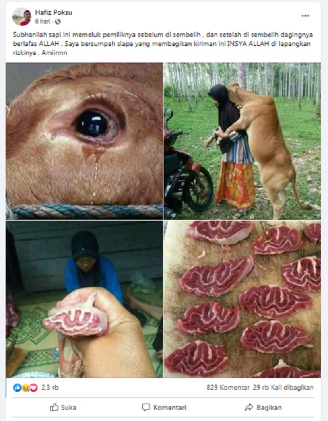 [Cek Fakta] Foto Sapi Peluk Majikannya sebelum Disembelih dan Dagingnya Berlafaz Allah SWT? Ini Faktanya