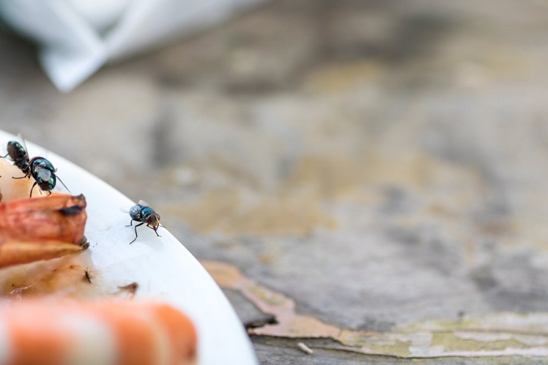 5 Cara Mudah Mengusir Serangga dengan Bahan Alami