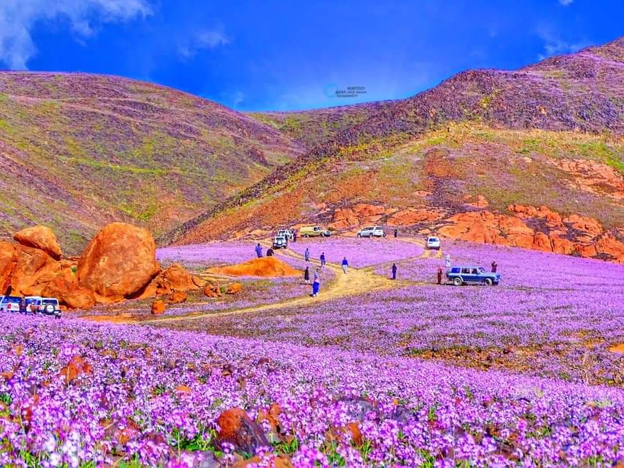Lavender Mekar di Gurun Pasir hingga Bangunan Menyerupai Kabah di Arab Saudi Disebut Sebagai Tanda Kiamat