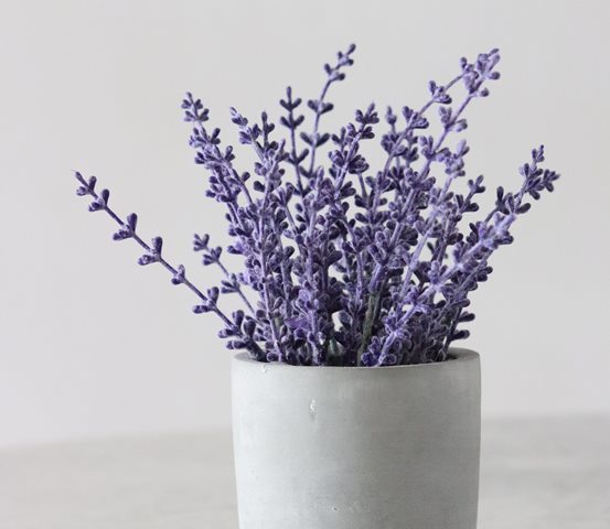 tanaman yang baik di kamar tidur