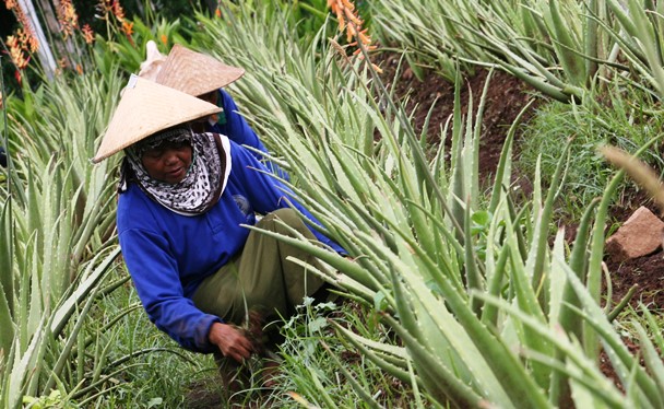 Gunakan Tanaman Ini Untuk Dinginkan Ruangan Tanpa AC