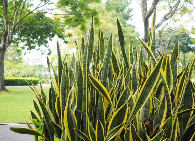Tanaman Lidah Mertua Baik atau Buruk? Ini Penjelasannya Menurut Feng Shui