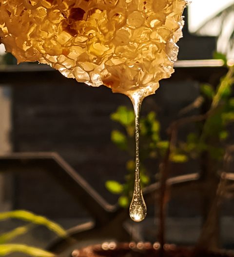 manfaat-madu-hutan