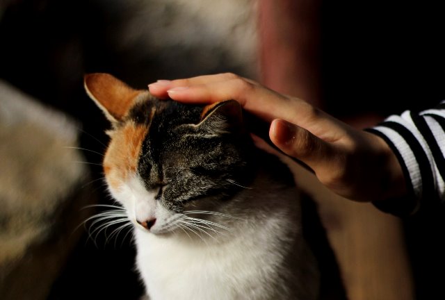 Anak Takut Binatang? Begini Cara Jitu Mengatasinya