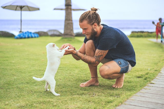 Memahami Bahasa Tubuh Anjing Peliharaan