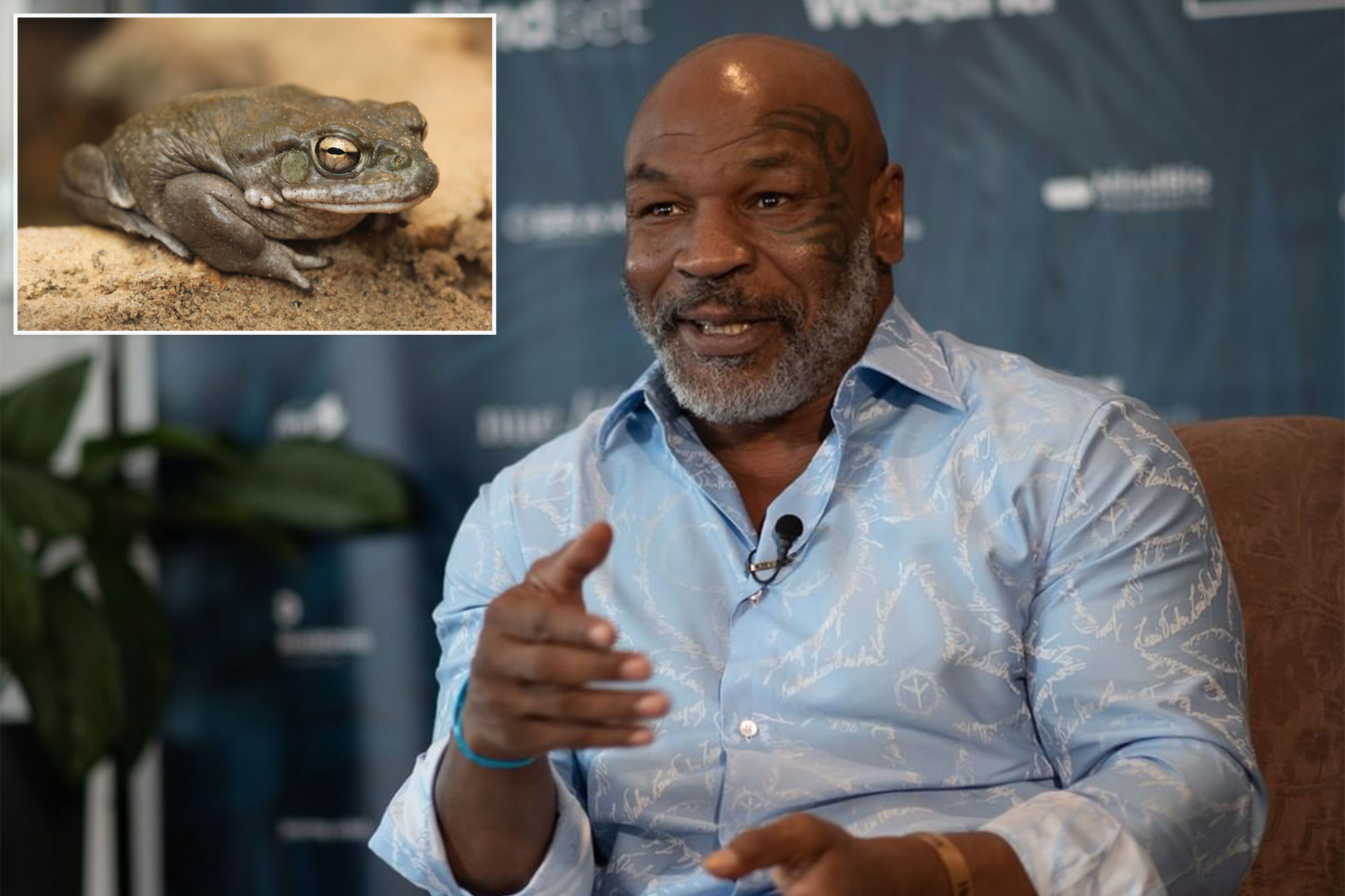 Pengalaman Mike Tyson mengisap racun kodok. Sumber: New York Post