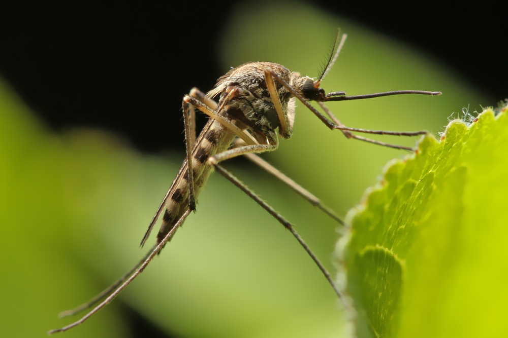 5 Cara Mudah Mengusir Serangga dengan Bahan Alami