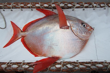 Ikan Berdarah Panas Pertama Ditemukan