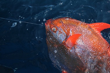 Ikan Berdarah Panas Pertama Ditemukan