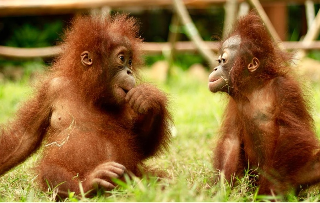 Bersafari Alam Liar dengan Ragam Fauna di Wildlife Park Lombok
