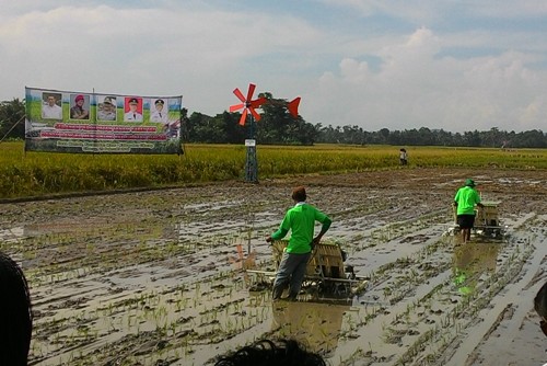Menteri Amran Panen Raya di Cilacap
