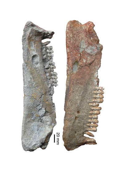 Herbivor Buruk Rupa Ini Hidup di Bumi sebelum Dinosaurus